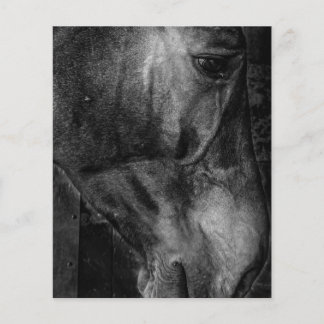 Paard | Paardrijscanvas Flyer