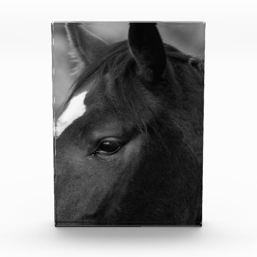 Paard pba fotoblokken (Voorkant)