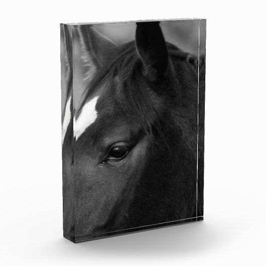 Paard pba fotoblokken (Links)