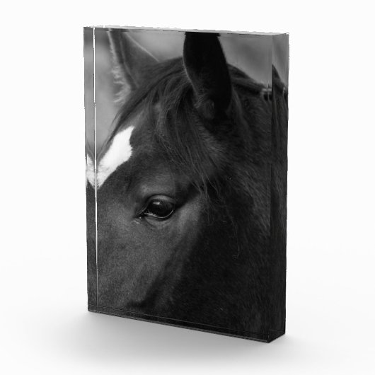 Paard pba fotoblokken (Rechts)