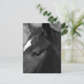 Paard PCNM Briefkaart (Staand voorkant)