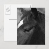 Paard PCNM Briefkaart (Voorkant / Achterkant)