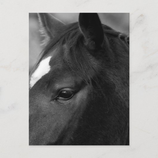 Paard PCNM Briefkaart (Voorkant)