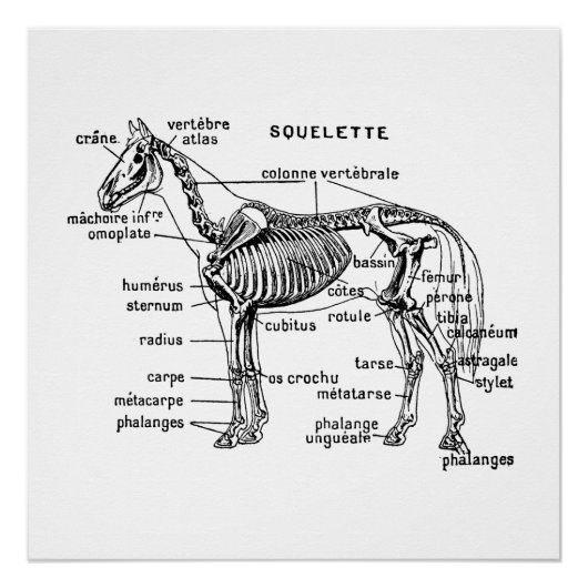 Paard Perfect Poster (Voorkant)