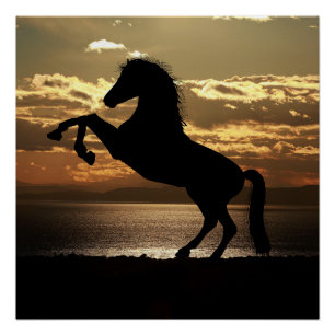 paard perfect poster