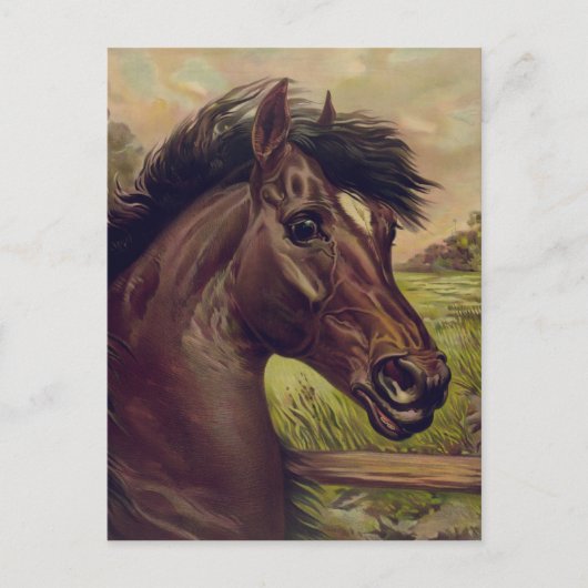  paard portret een prins van het bloed 1893 briefkaart (Voorkant)