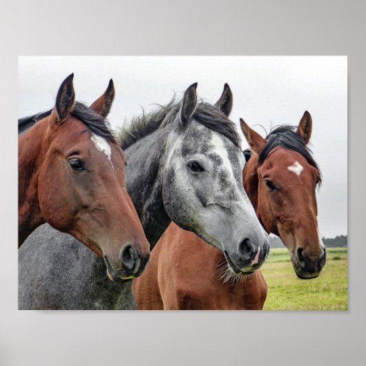 paard poster (Voorkant)