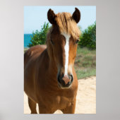 Paard Poster (Voorkant)