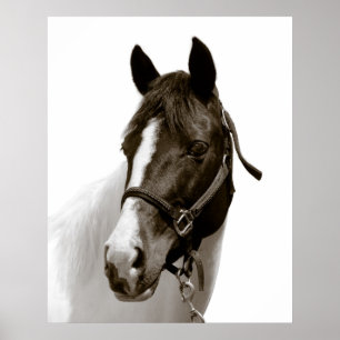 Paard Poster