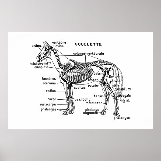 Paard Poster (Voorkant)