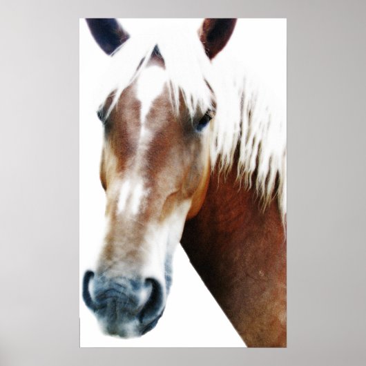 Paard Poster (Voorkant)