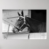 Paard Poster (Voorkant)