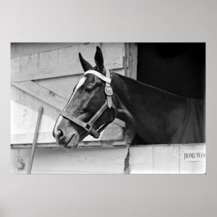 Paard Poster