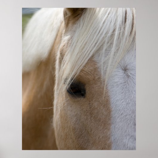 Paard Poster (Voorkant)
