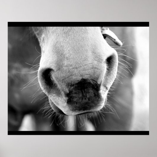 Paard Poster (Voorkant)