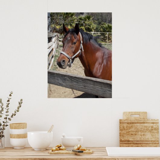 Paard Poster (Keuken)