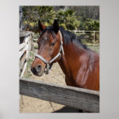 Paard Poster (Voorkant)