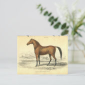  paard print jardine 1838 Filley Briefkaart (Staand voorkant)
