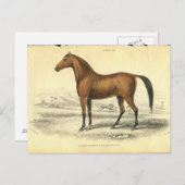  paard print jardine 1838 Filley Briefkaart (Voorkant / Achterkant)