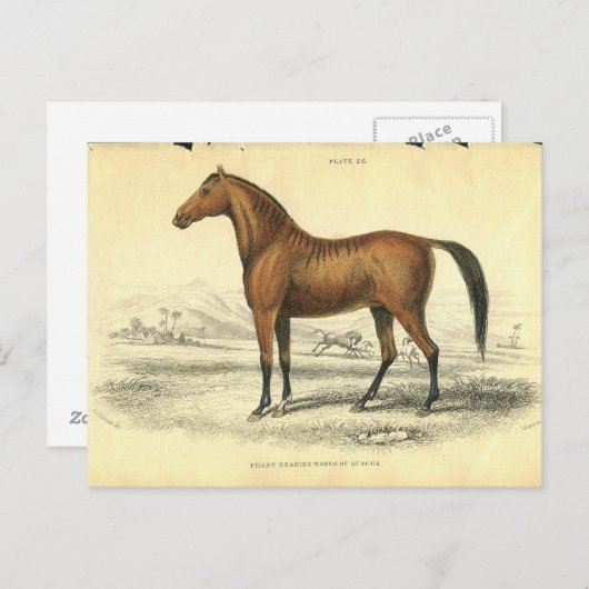  paard print jardine 1838 Filley Briefkaart (Voorkant / Achterkant)