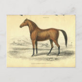  paard print jardine 1838 Filley Briefkaart (Voorkant)