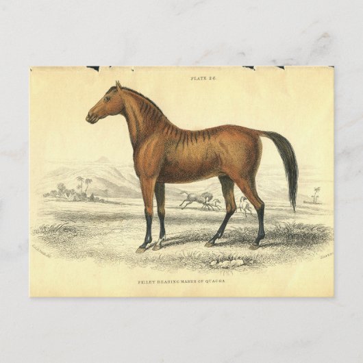  paard print jardine 1838 Filley Briefkaart (Voorkant)