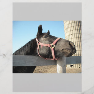 Paard/Ranch/Schuur Flyer