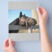 Paard/Ranch/Schuur Flyer (Hand)