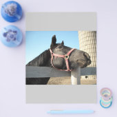 Paard/Ranch/Schuur Flyer (Enkel)