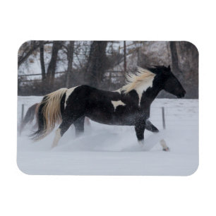 Paard rent door de sneeuw magneet