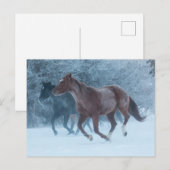 Paard rijden briefkaart (Voorkant / Achterkant)