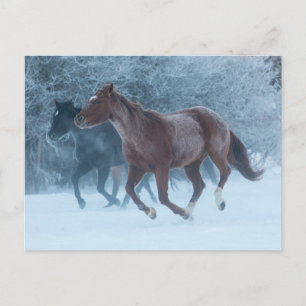 Paard rijden briefkaart