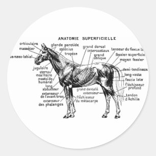 Paard Ronde Sticker