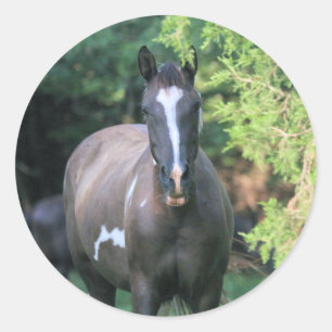 Paard Ronde Sticker