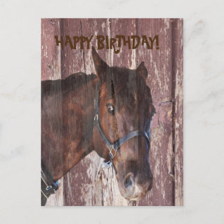 Paard & schuur kijken naar je verjaardags wenskaar briefkaart