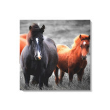 Paard Selectieve Kleur Minimalistische Fotografie 