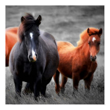Paard Selectieve Kleur Minimalistische Fotografie 