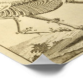  paard Skeleton Anatomie Art Afdrukken Poster (Hoek)