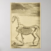  paard Skeleton Anatomie Art Afdrukken Poster (Voorkant)