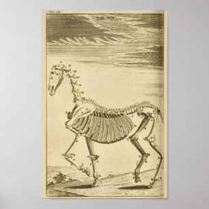 paard Skeleton Anatomie Art Afdrukken Poster