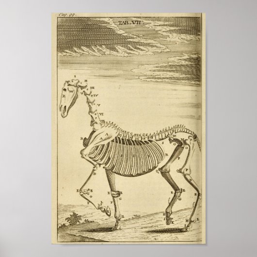 paard Skeleton Anatomie Art Afdrukken Poster (Voorkant)