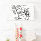 Paard Spandoek (Insitu)