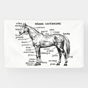 Paard Spandoek