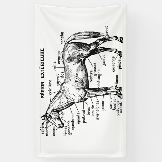 Paard Spandoek (Verticaal)