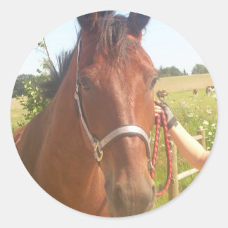 Paard sticker - heste klistermærke