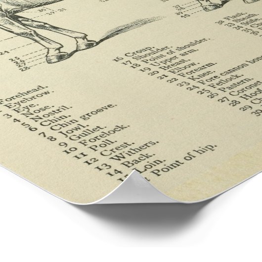 Paard Surface Anatomie Print (Hoek)