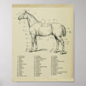 Paard Surface Anatomie Print (Voorkant)