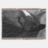 Paard tbcna deken (Voorkant)