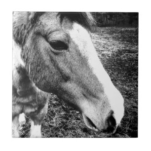 Paard Tegeltje