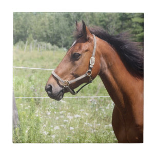 Paard Tegeltje
